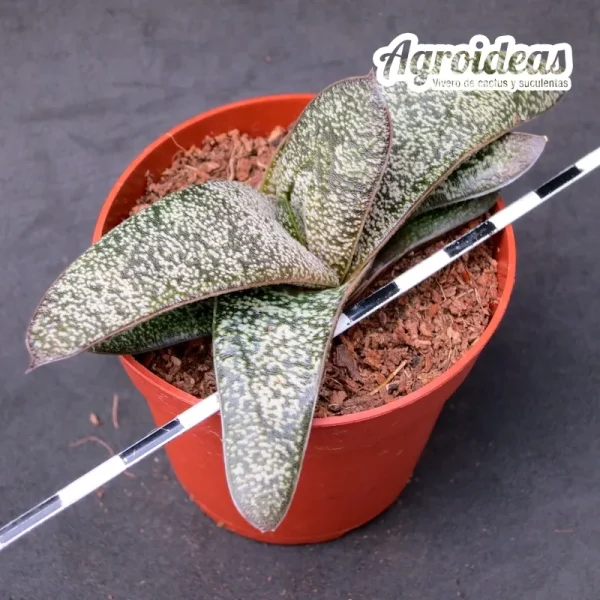Gasteria batesiana - Imagen 2