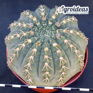 Gymnocalycium triacanthum "Ejemplar"