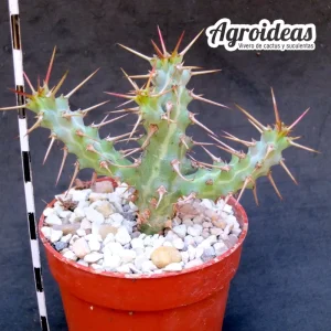 Euphorbia greuterii