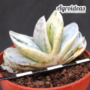 Gasteria cv. Ivory