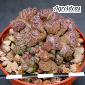 Echinopsis cv. «chocolate»