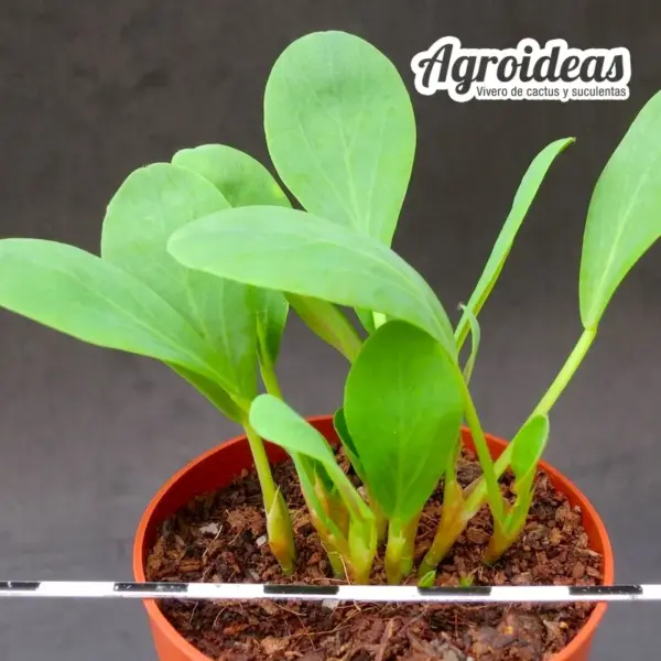 Oxalis monophylla "Dysseldorp" - Imagen 2