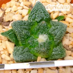 Ariocarpus fissuratus