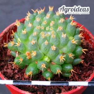 Mammillaria camptotricha cv. Bru