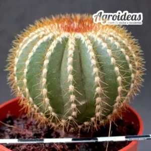 Uebelmannia pectinifera ssp. flavispina