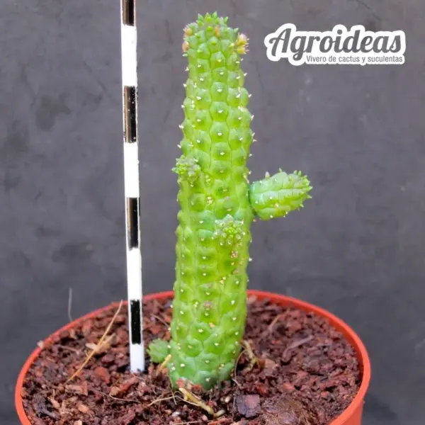 Echinopsis sp. Globosa híbrido - Imagen 2