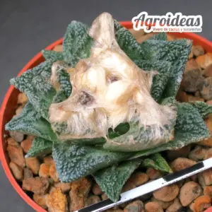 Ariocarpus fissuratus