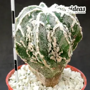 Astrophytum fukuryu & hakujo