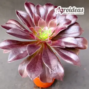 Aeonium "Zwartkop"