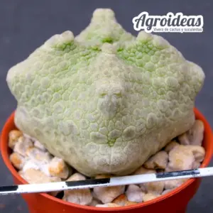 Pseudolithos cubiformis "Dragon Skin"