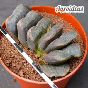 Haworthia magnifica splendens X truncata