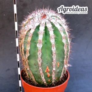 Echinopsis haku-jo maru