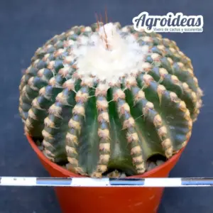 Discocactus horstii "selección"
