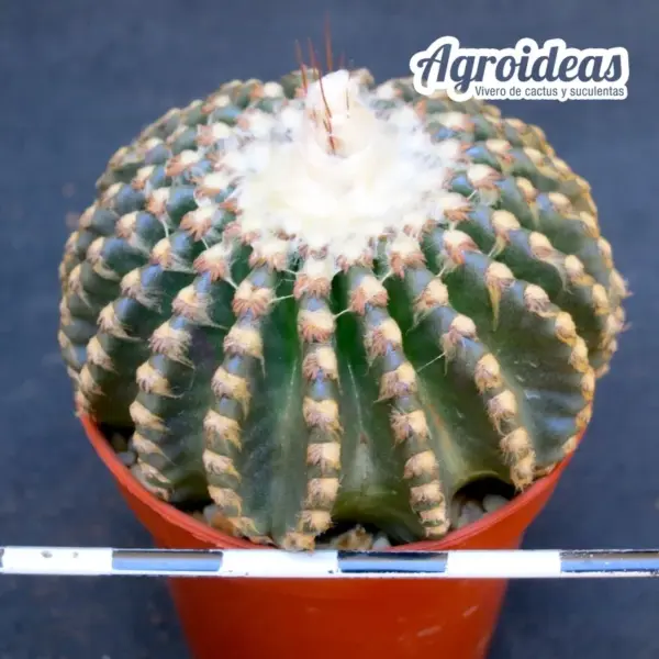 Discocactus horstii "selección"