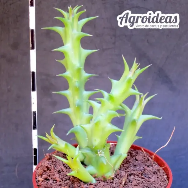 Huerorbea "Phoenix" - Imagen 2