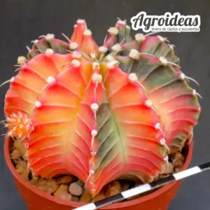 Gymnocalycium X Aguadulce «Variegata»