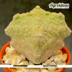 Pseudolithos cubiformis "Dragon Skin"