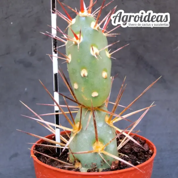 Tephrocactus darwinii - Imagen 2