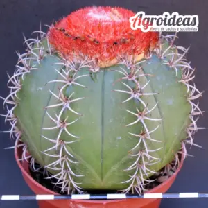 Melocactus matanzanus «Cefálio»