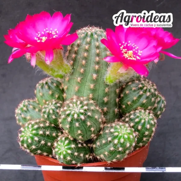 Chamaelobivia "Rose quartz" - Imagen 2