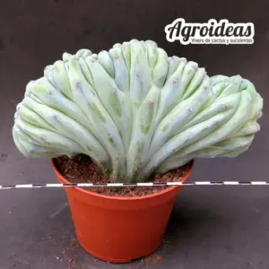 Myrtillocactus geometrizans "cristata" ejemplar