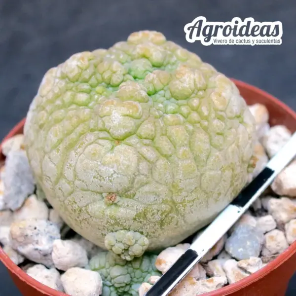Pseudolithos harardheranus - Imagen 3