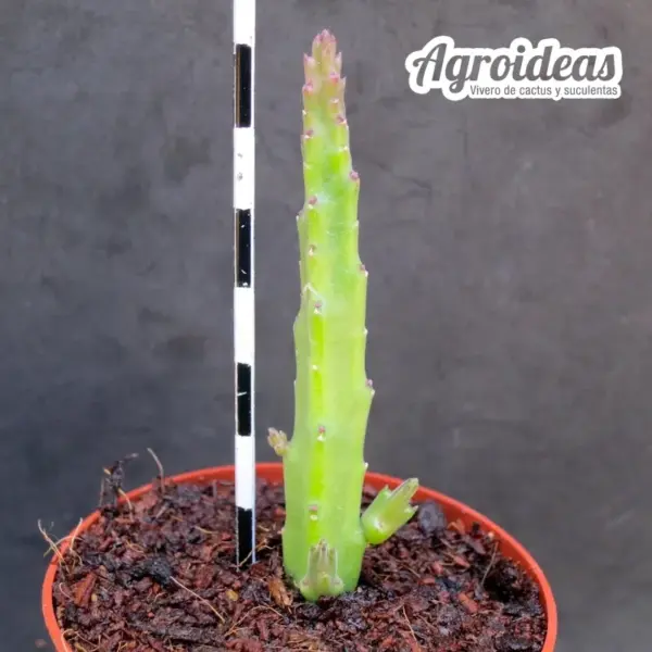 Stapelia paniculata var. scitula - Imagen 2