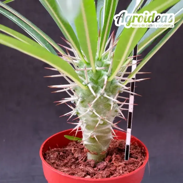 Pachypodium geayi - Imagen 2