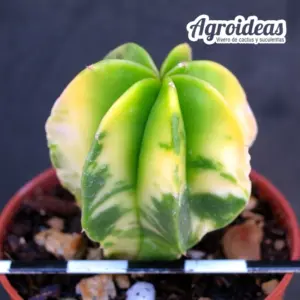 Astrophytum myriostigma var. multicostatum «nudum variegata»