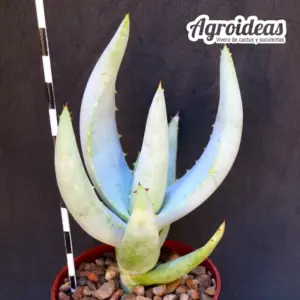 Aloe asperifolia