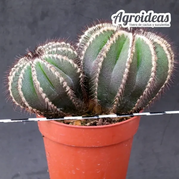 Uebelmannia pectinifera "Bicéfala"