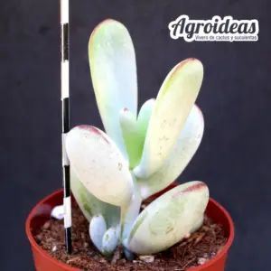 Cotyledon orbiculata "Oophylla"