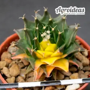 Obregonia denegrii "variegata"