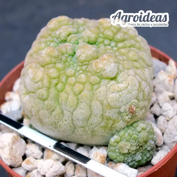 Pseudolithos harardheranus - Imagen 2