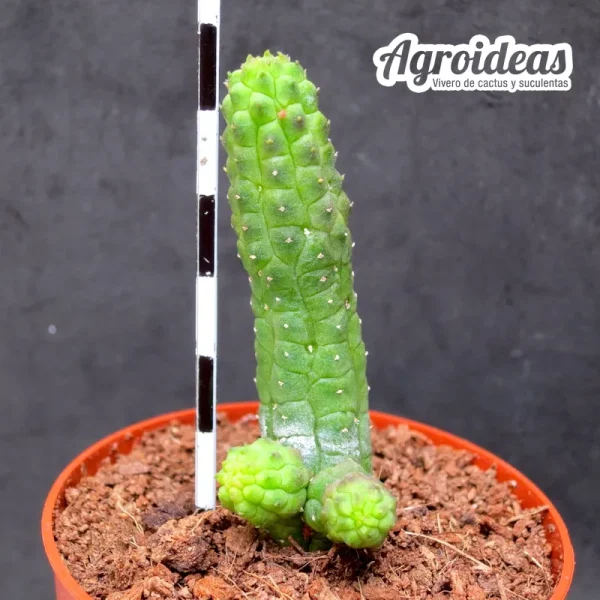 Echidnopsis cereiformis var. brunea - Imagen 2