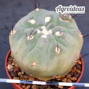 Weingartia neumanniana