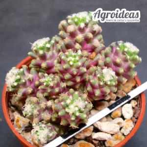 Mammillaria theresae "Selección"