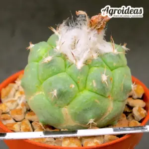 Turbinicarpus lophophoroides