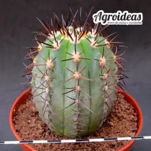 Copiapoa híbrida "selección M-11 cm"
