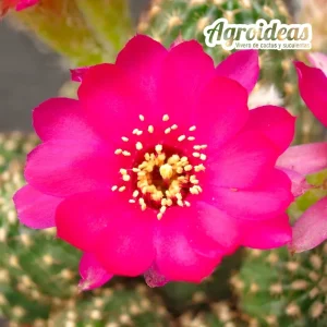 Chamaelobivia "Rose quartz"