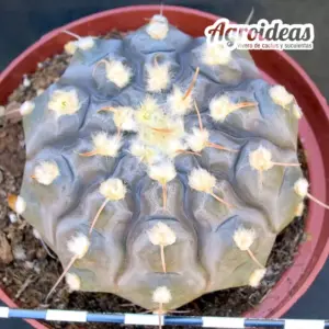Gymnocalycium prochazkianum "Ejemplar"