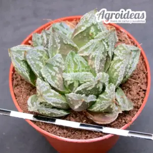 Haworthia X broccoli