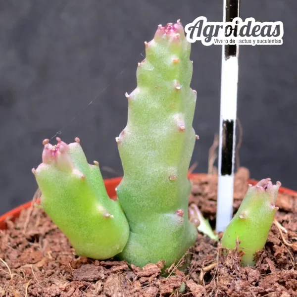Caralluma munbyana - Imagen 2