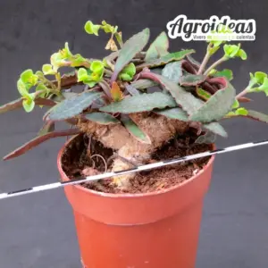 Euphorbia francoisii