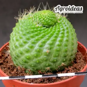 Rebutia krainziana fr. nuda