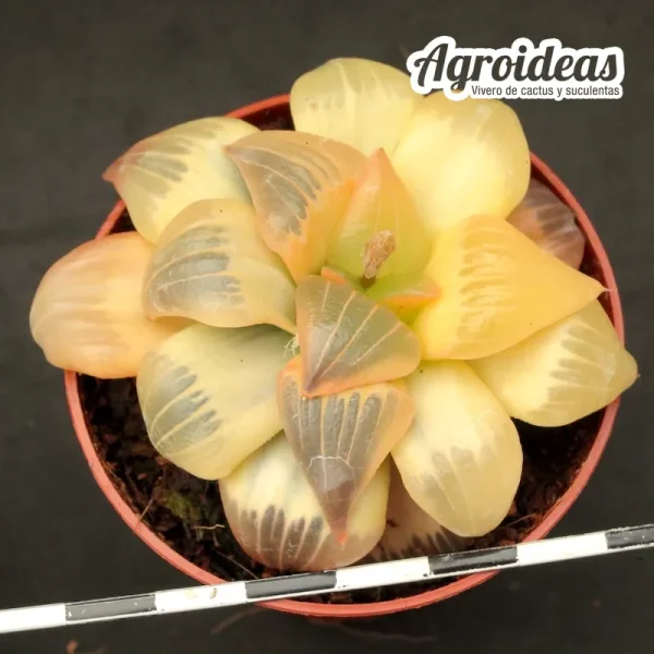 Haworthia atrofusca "Golden Variegata" - Imagen 3