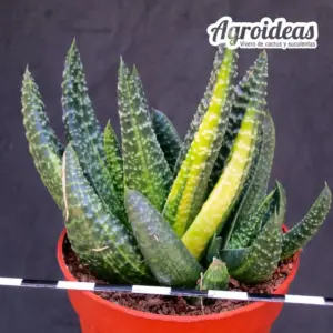 Gasterhaworthia «Royal Highness» Variegata