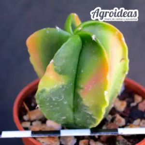 Astrophytum myriostigma var. nudum «Tricolor"
