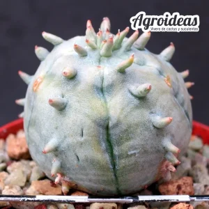 Euphorbia cv. Ferobesa "Ex. Agroideas"