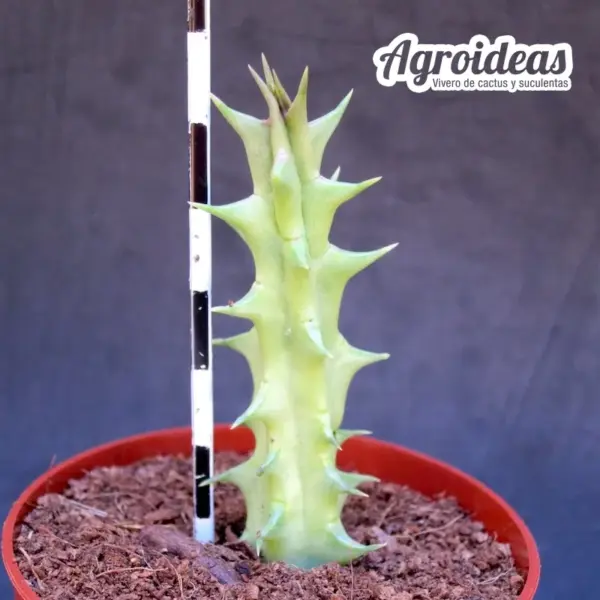 Huernia urceolata - Imagen 2